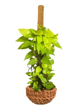 TRỤ CỘT XƠ DỪA