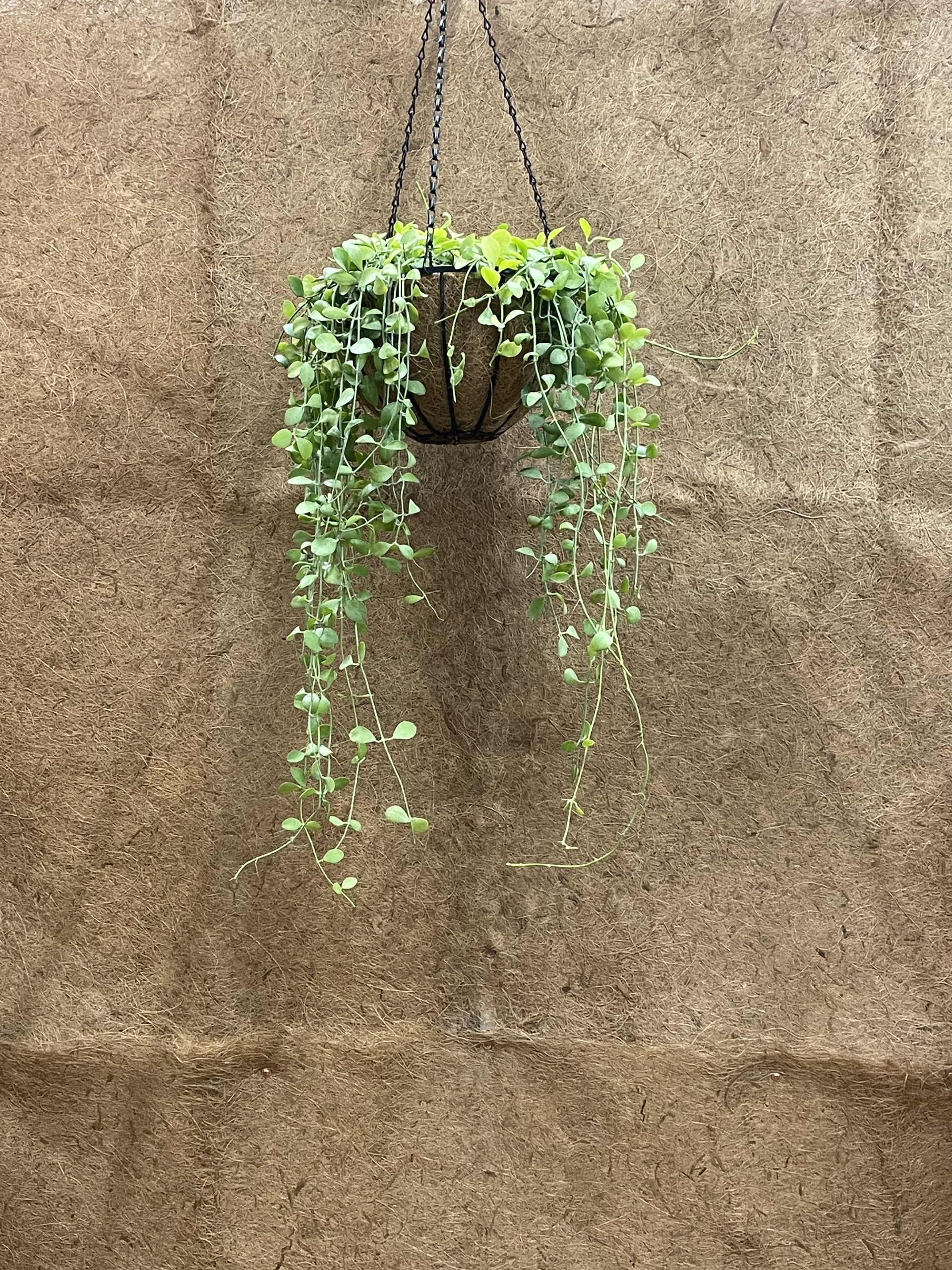 Ứng Dụng Xơ Dừa Trong Trang Trí Nhà Cửa Và Giỏ Hoa