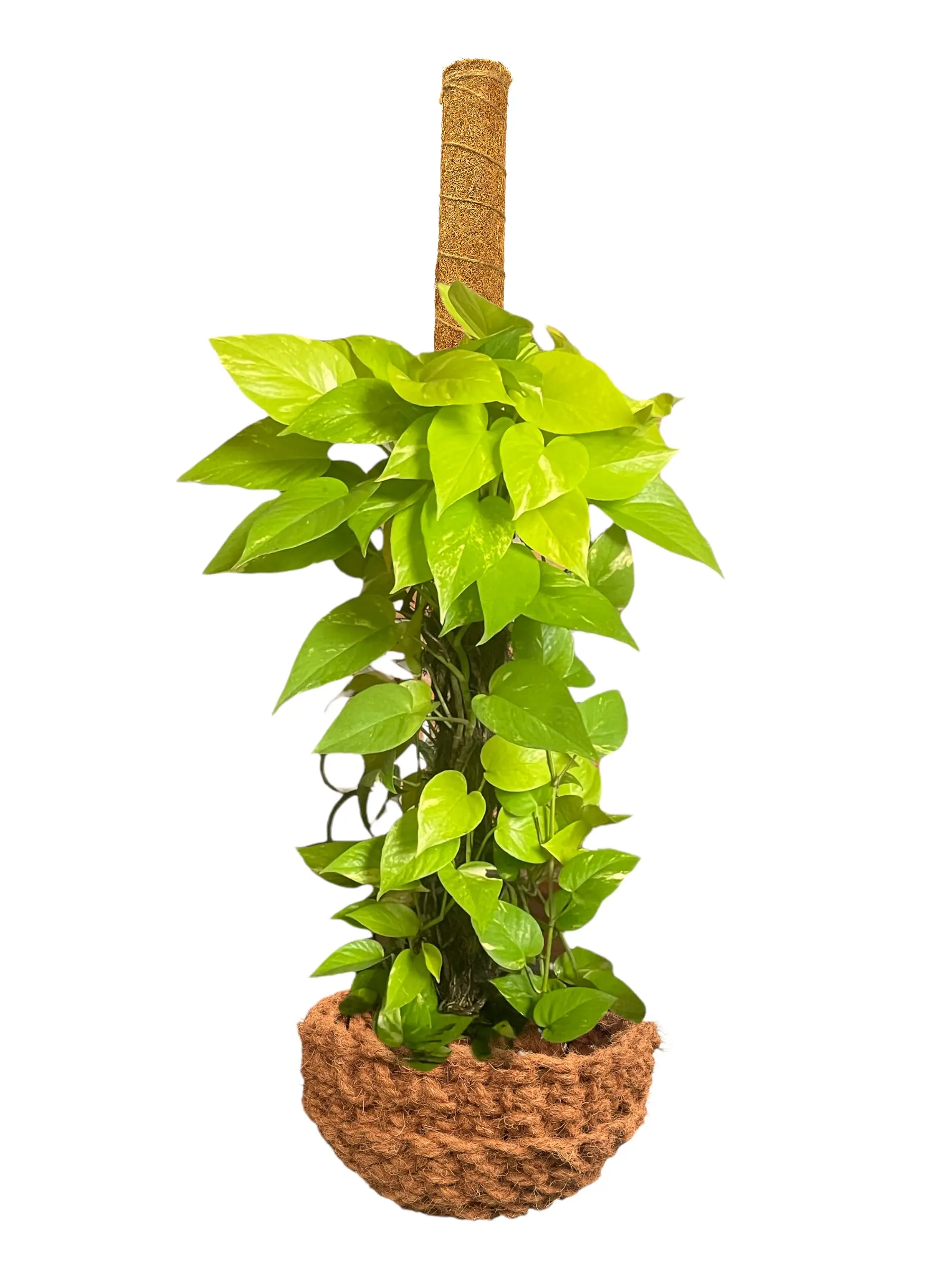 TRỤ CỘT XƠ DỪA